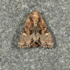 Oblique Brocade Moth thumbnail 2