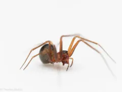 Three-spined Shield Sheetweaver thumbnail 4
