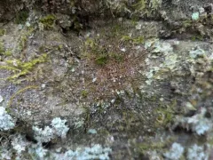 Long-leaved Flapwort thumbnail 2