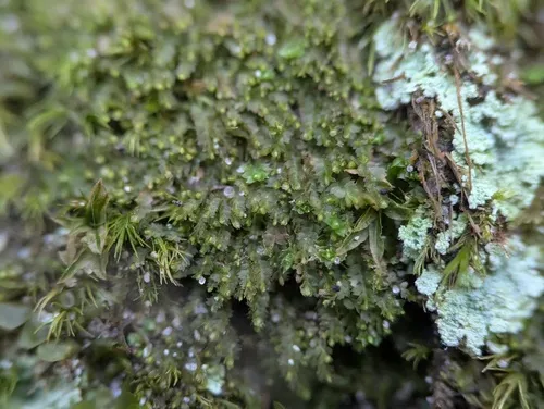 Stipular Flapwort