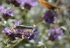 Melanoplus trinitense thumbnail 3