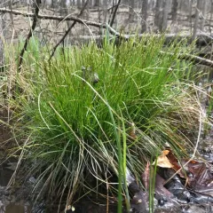 brome-like sedge thumbnail 3