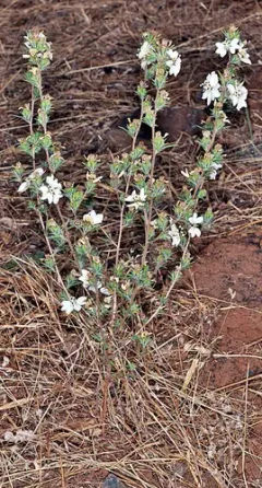 Fremont's Western Rosinweed thumbnail 2
