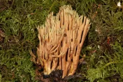 Ramaria tsugina thumbnail 3