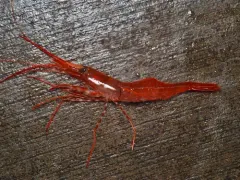 Sidestriped Shrimp thumbnail 3