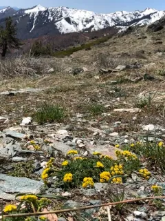 henderson's lomatium thumbnail 4