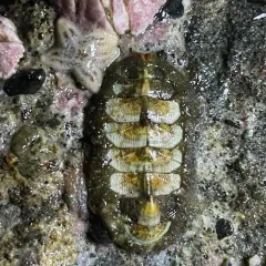 Northern Hairy Chiton thumbnail 2