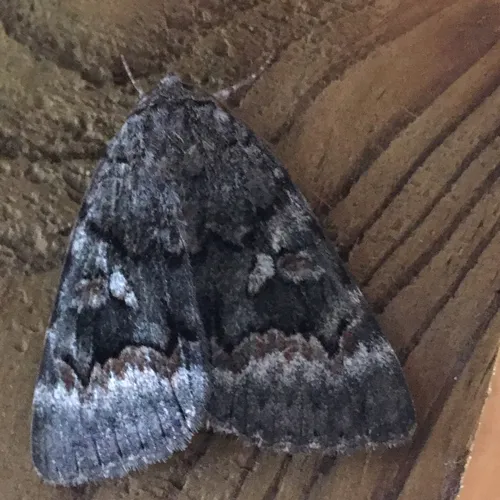 Epione Underwing