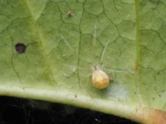 Theridion californicum thumbnail 3