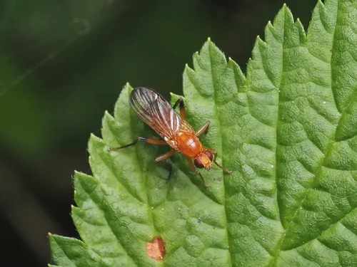 Cordilura luteola