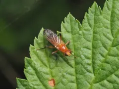 Cordilura luteola thumbnail 1