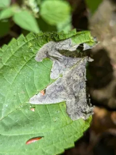 Agromyza diversa thumbnail 3