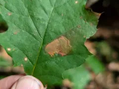 Stigmella altella thumbnail 2