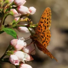 Pacific Fritillary thumbnail 4