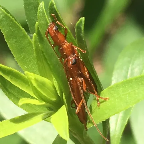 Branch Pruner Beetle