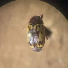 Shield-backed Cryptocephalus thumbnail 4