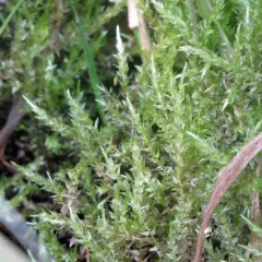 Heart-leaved Spear-moss thumbnail 2