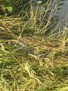 Plain-bellied Watersnake thumbnail 2