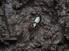 Iridescent Riverbank Ground Beetle thumbnail 3
