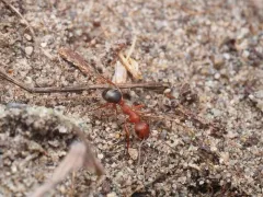 Formica puberula thumbnail 1