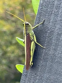 Obscure Bird Grasshopper thumbnail 2