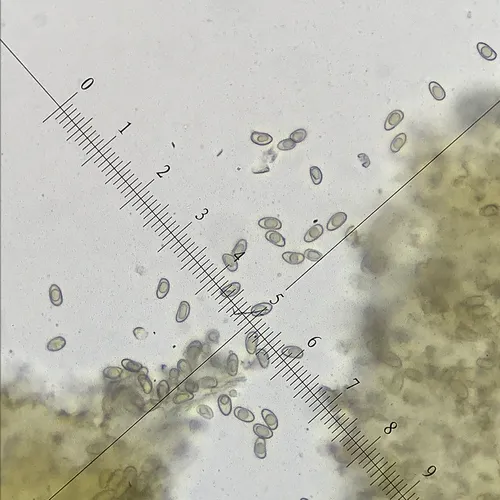 Mallocybe fibrillosa