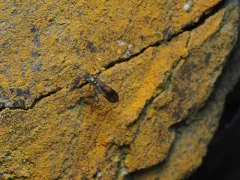 Liancalus similis thumbnail 3