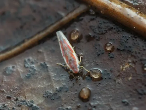 Erythridula lawsoniana