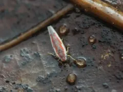 Erythridula lawsoniana thumbnail 1