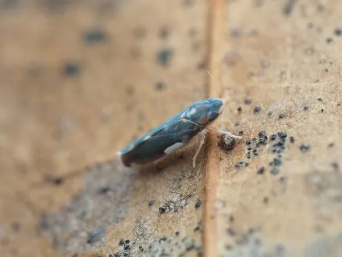 Erythroneura infuscata