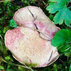 Rosy Larch Bolete thumbnail 4