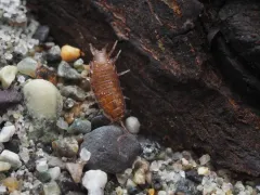 Western Saltmarsh Woodlouse thumbnail 4