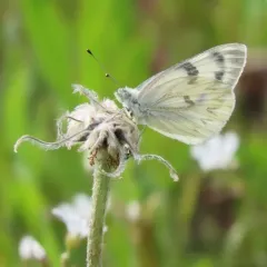 Western White thumbnail 1