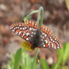 Edith's Checkerspot thumbnail 4