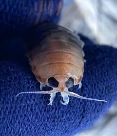 Rocinela angustata thumbnail 1
