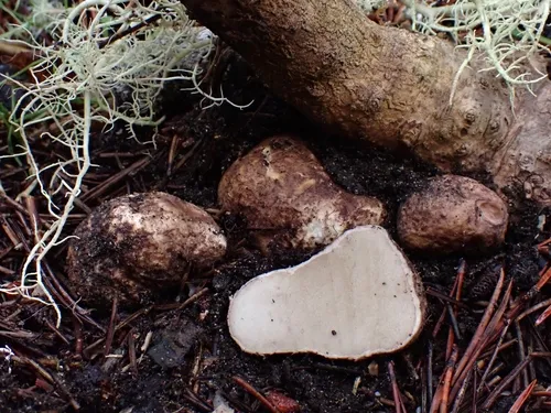 Rhizopogon subbadius