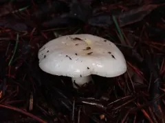 Russula stuntzii thumbnail 2