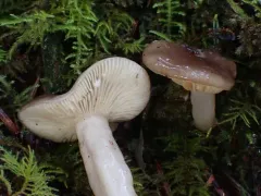 Lactarius caespitosus thumbnail 1