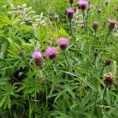 black knapweed thumbnail 3