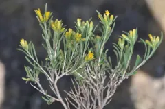 Truckee Rabbitbrush thumbnail 2