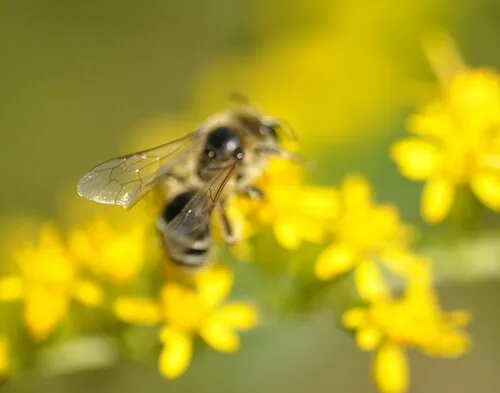 Canadian Mining Bee