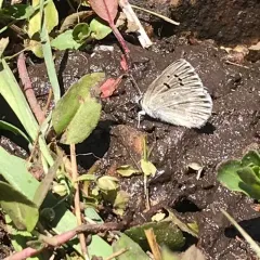 Boisduval's Blue thumbnail 2