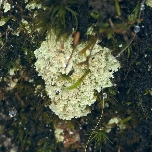 Lepraria membranacea