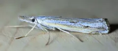 Agriphila attenuatus thumbnail 3