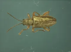 Pubescent sedge beetle thumbnail 3