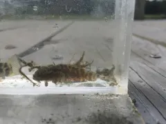 Oyster Toadfish thumbnail 4