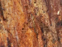 Discobola neoelegans thumbnail 2