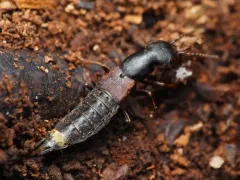 Dinothenarus pleuralis thumbnail 4