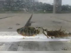 Sheepshead Minnow thumbnail 4
