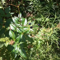 bristly sarsaparilla photo